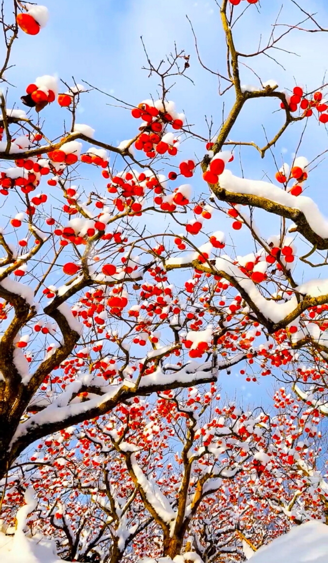 冬冻柿子甜如蜜,雪打柿子如灯笼,年年丰收好兆头