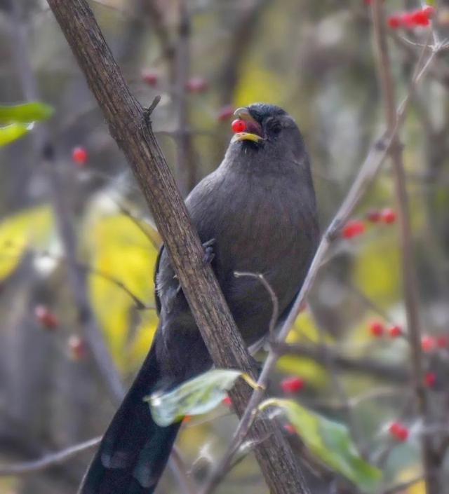 别看TA其貌不扬,这可是我国独有的鸟类休闲区蓝鸢梦想 - Www.slyday.coM 别看TA其貌不扬,这可是我国独有的鸟类休闲区蓝鸢梦想 - Www.slyday.coM