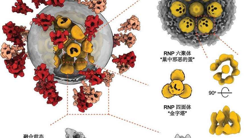 在没有疫苗的古代，瘟疫，到底是怎么消失的呢？|鼠疫|隔离|欧洲|医疗|黑死病_新浪新闻