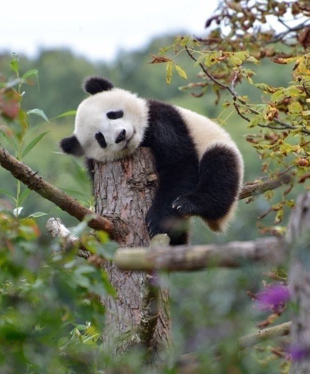 遇到挂树熊猫请不要无视你的运势大涨