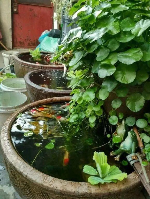 大水缸养花30年不用换盆放门口能当传家宝