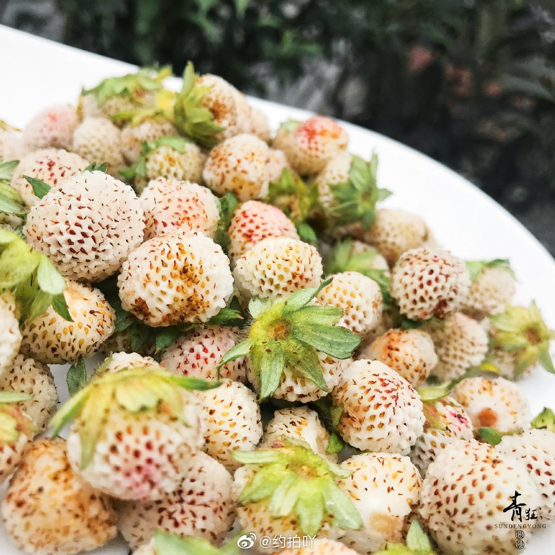 野生草莓你吃过吗?黄毛草莓(学名