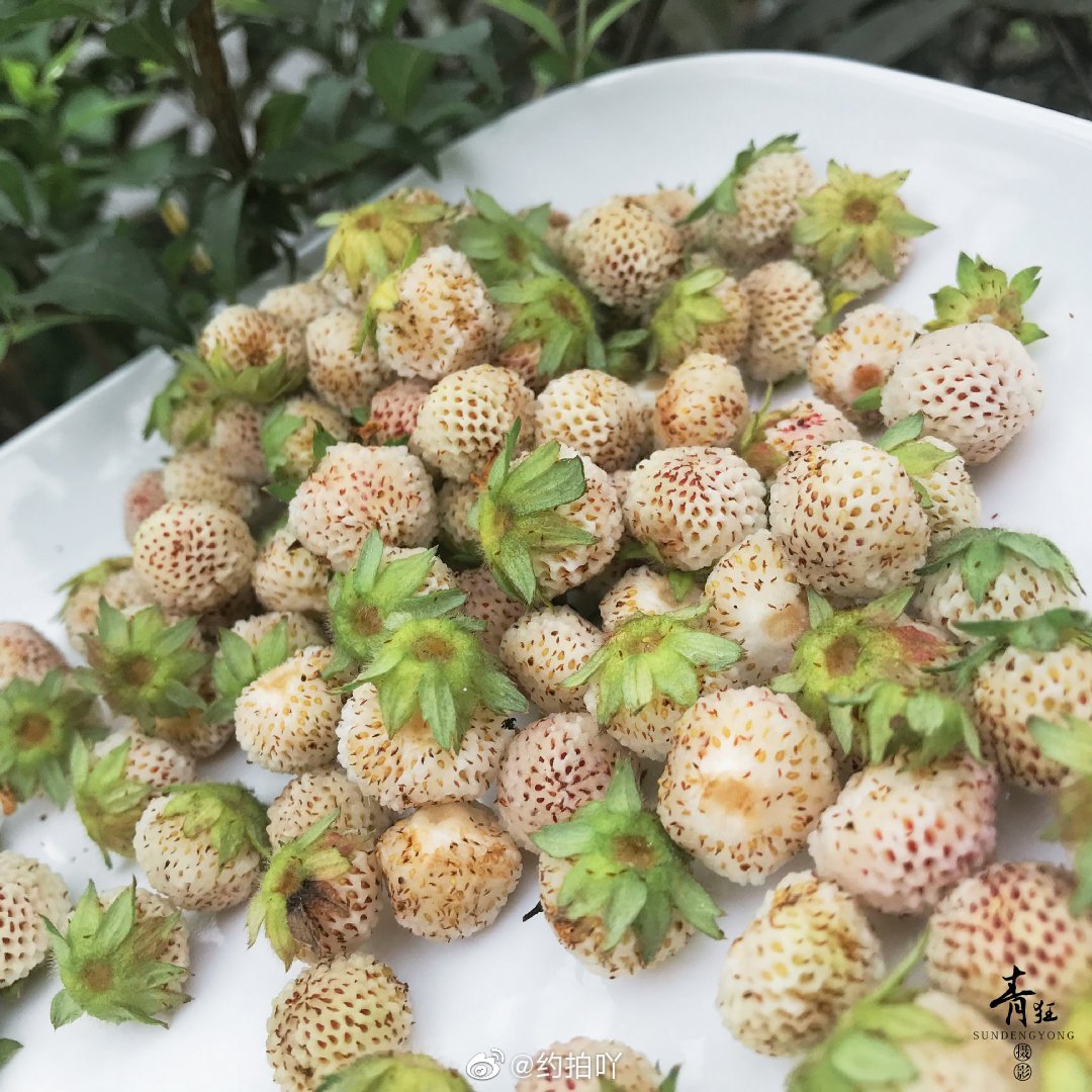 野生草莓你吃过吗?黄毛草莓(学名