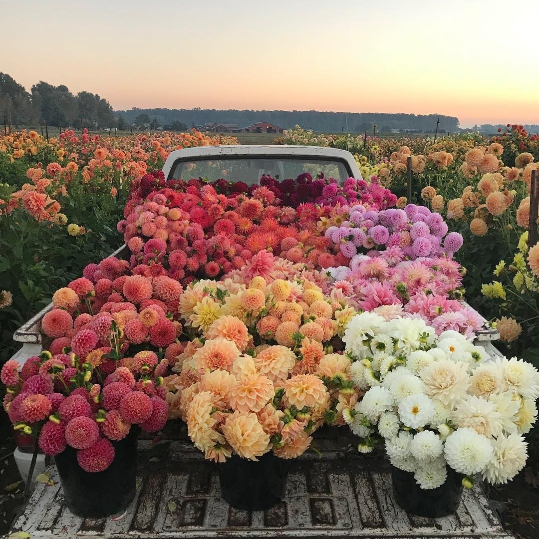 满满一车花花也太美好了! 你想把这一车送给谁 ?__财经头条