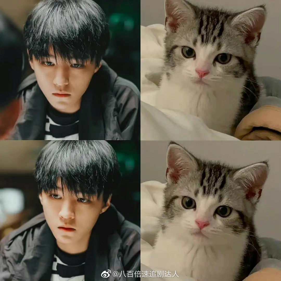 王俊凯本体可能是只猫不论是惊人的弹跳力敏捷度