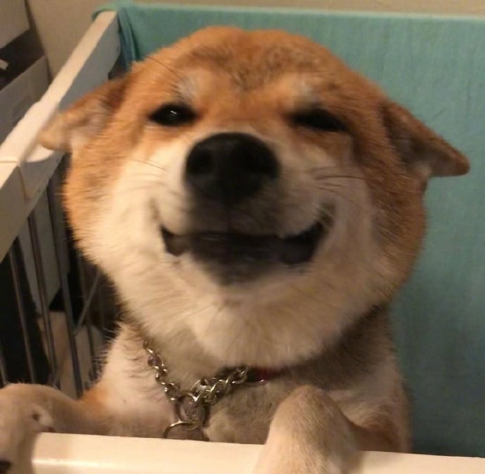 一只眼睛都笑没了的狗子治愈一切不开心