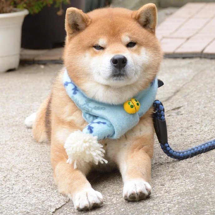 柴犬ryuji,一副老干部的样子好想捏一把 ins:ryuji513_高清图集_新浪