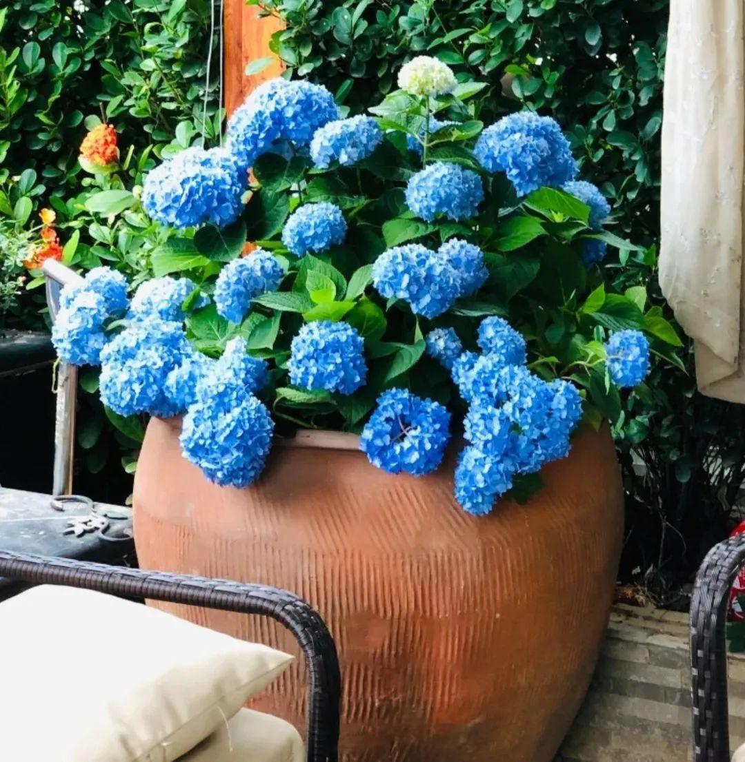 大水缸养花30年不用换盆放门口能当传家宝