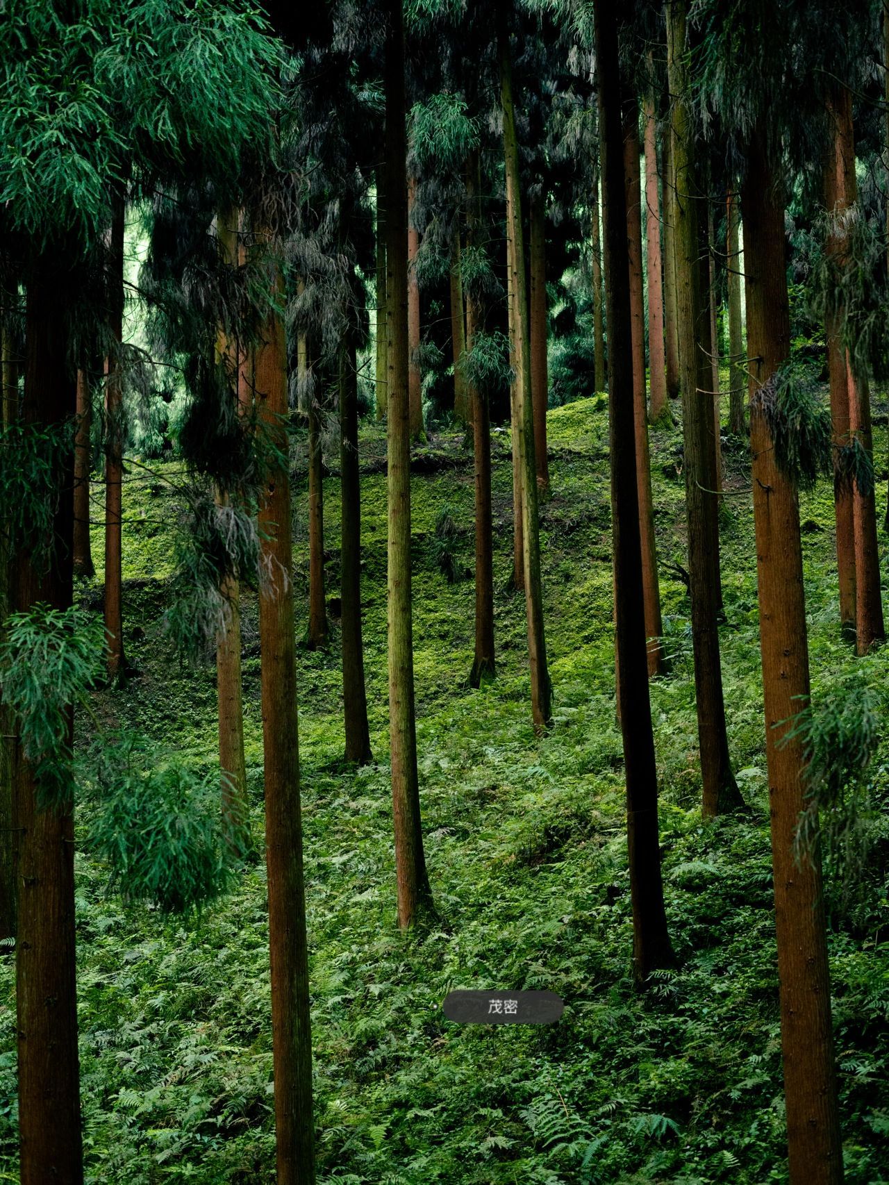 成都网红打卡点——中坝森林,送给正在为十一去哪犯愁的朋友们__财经
