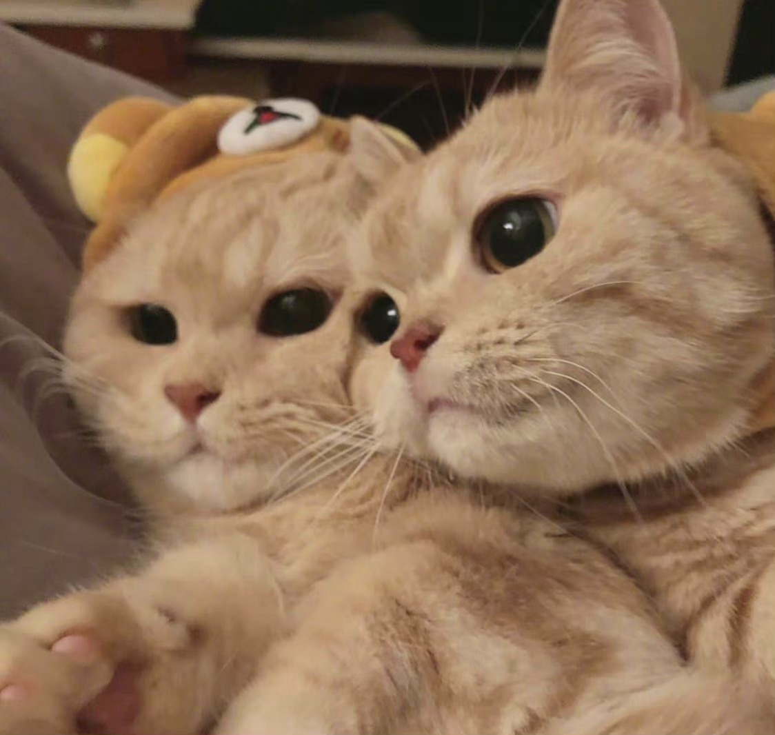 小猫咪都有贴贴!我也想要贴贴__财经头条