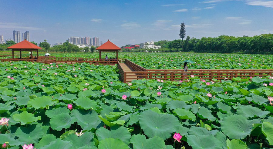 近日,位于福建漳州市龙文区的英桥花海,一池约2.