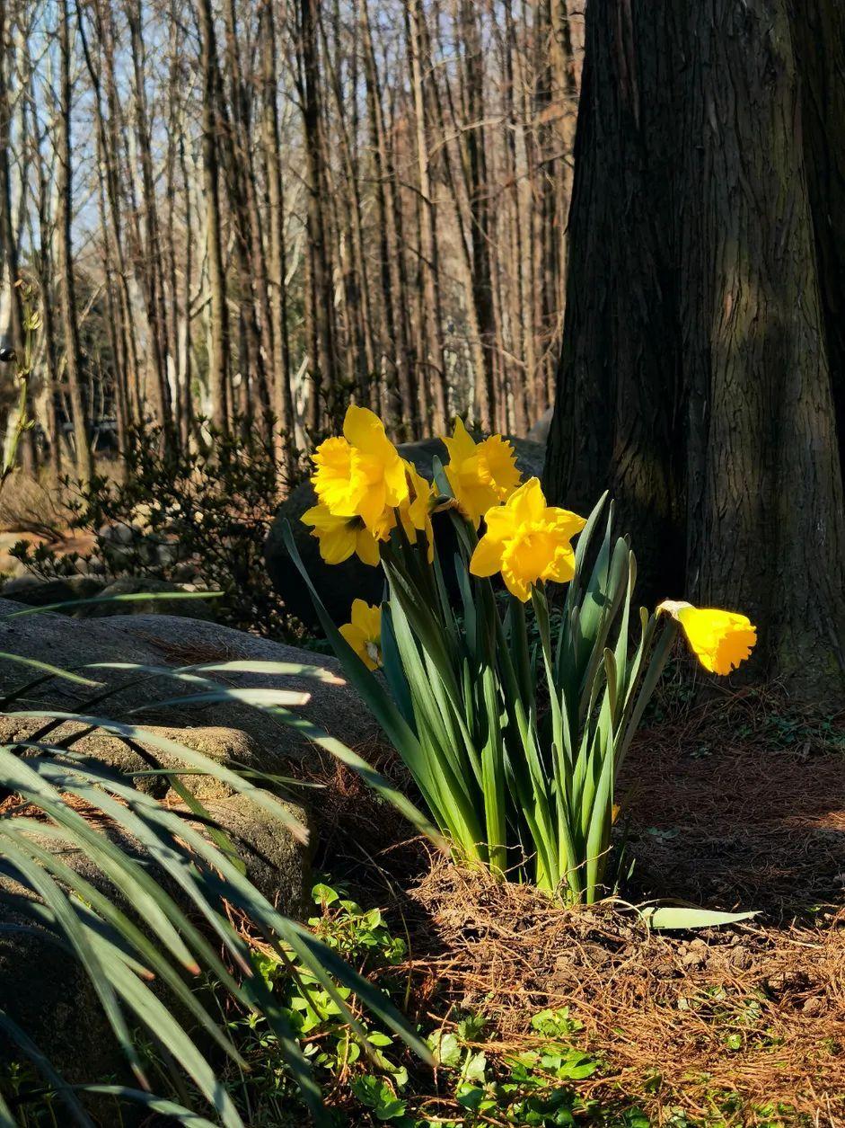 共青森林公园洋水仙盛放 迎春 小喇叭 吹响 水仙 森林公园 游客 新浪新闻
