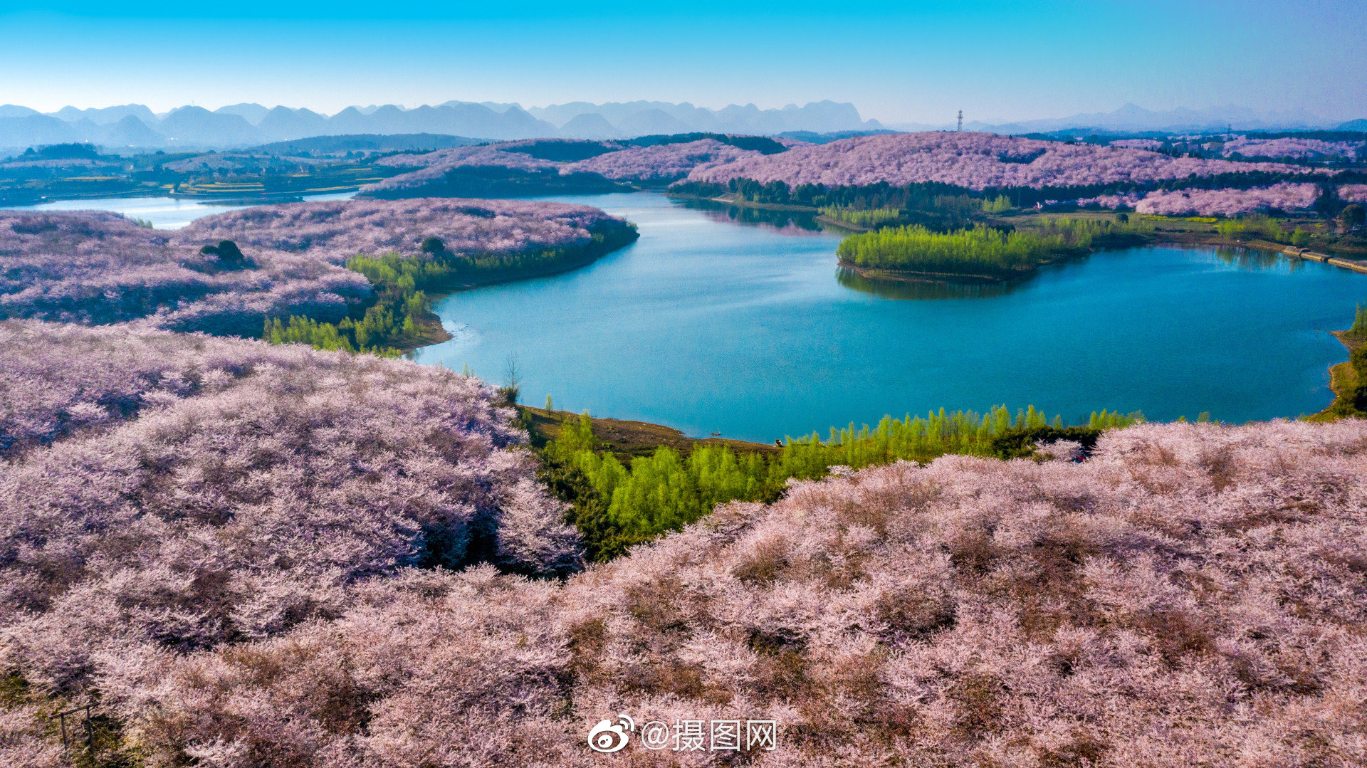 贵州平坝樱花开正好,不用去日本也不用去武汉 版权图片by摄图网