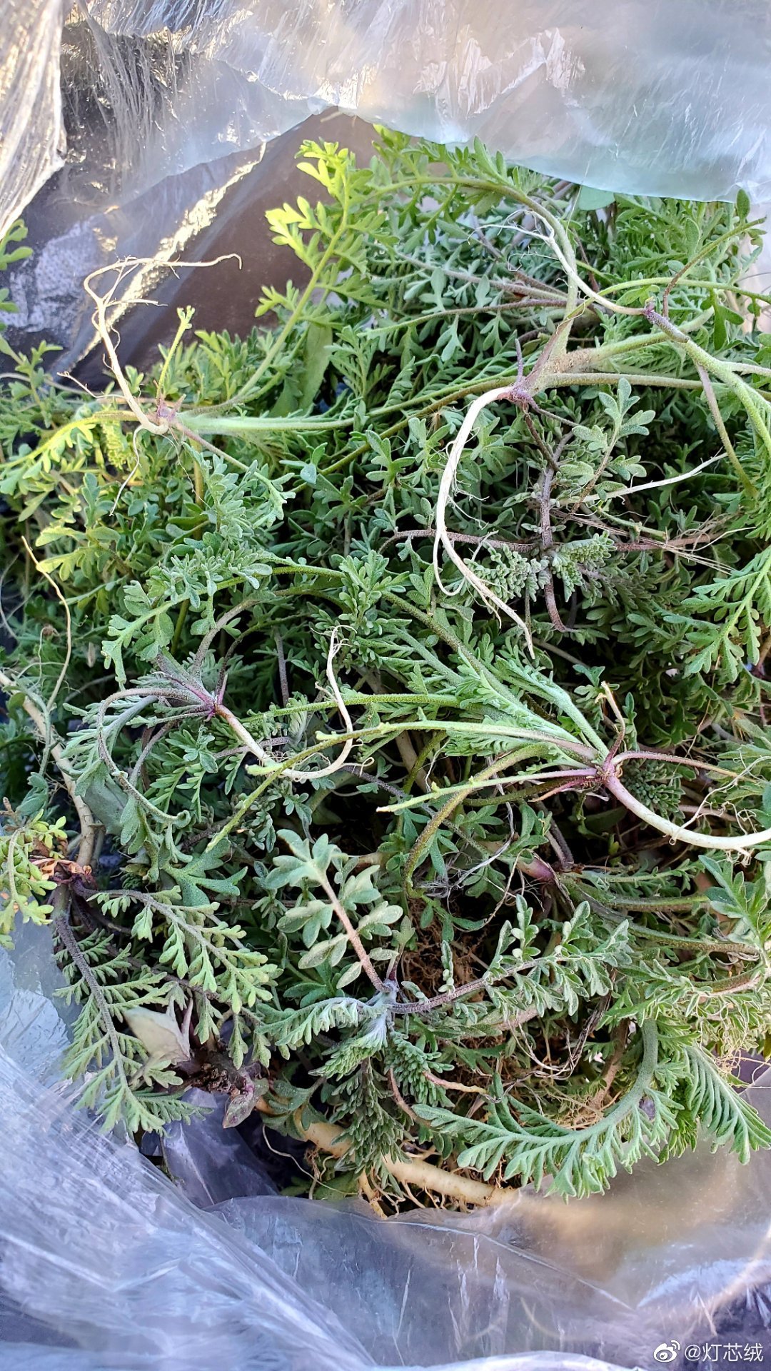 贼不走空 刚下车时,挖了一点麦蒿,在车里坐着,心有不甘