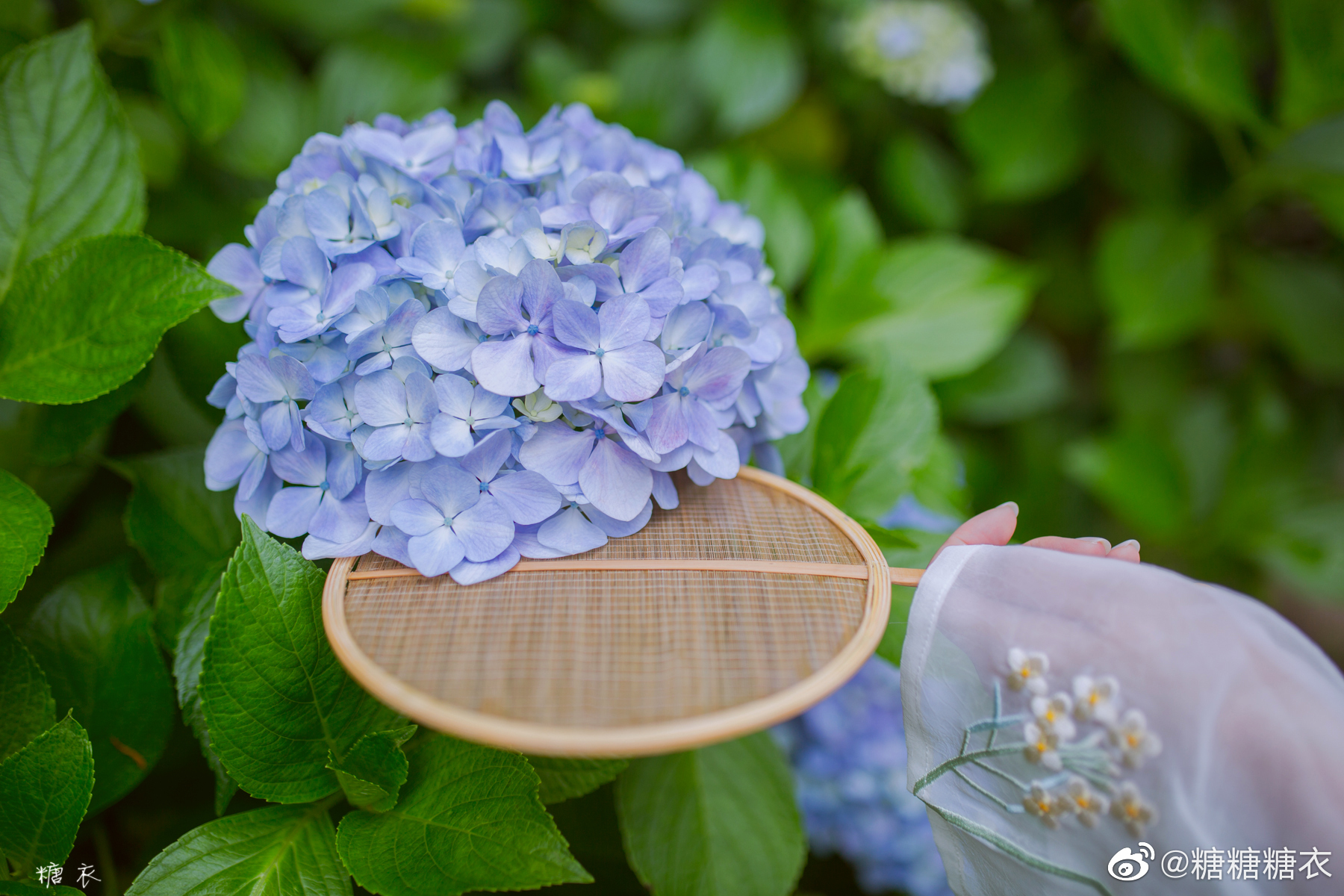 去年仙台北山资福寺的紫阳花 紫阳花和汉服还是很配的 去年仙台北山资福寺的紫阳花 紫阳花和汉服还是很配的