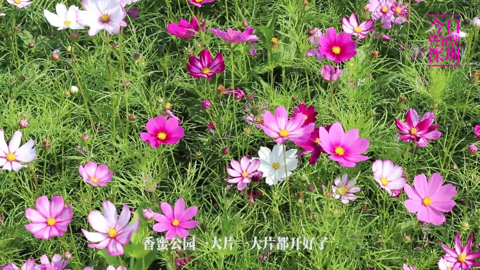 In视频 今日深圳 格桑花开香蜜公园 万紫千红总是春 In视频 今日深圳 格桑花开香蜜公园 万紫千红总是春