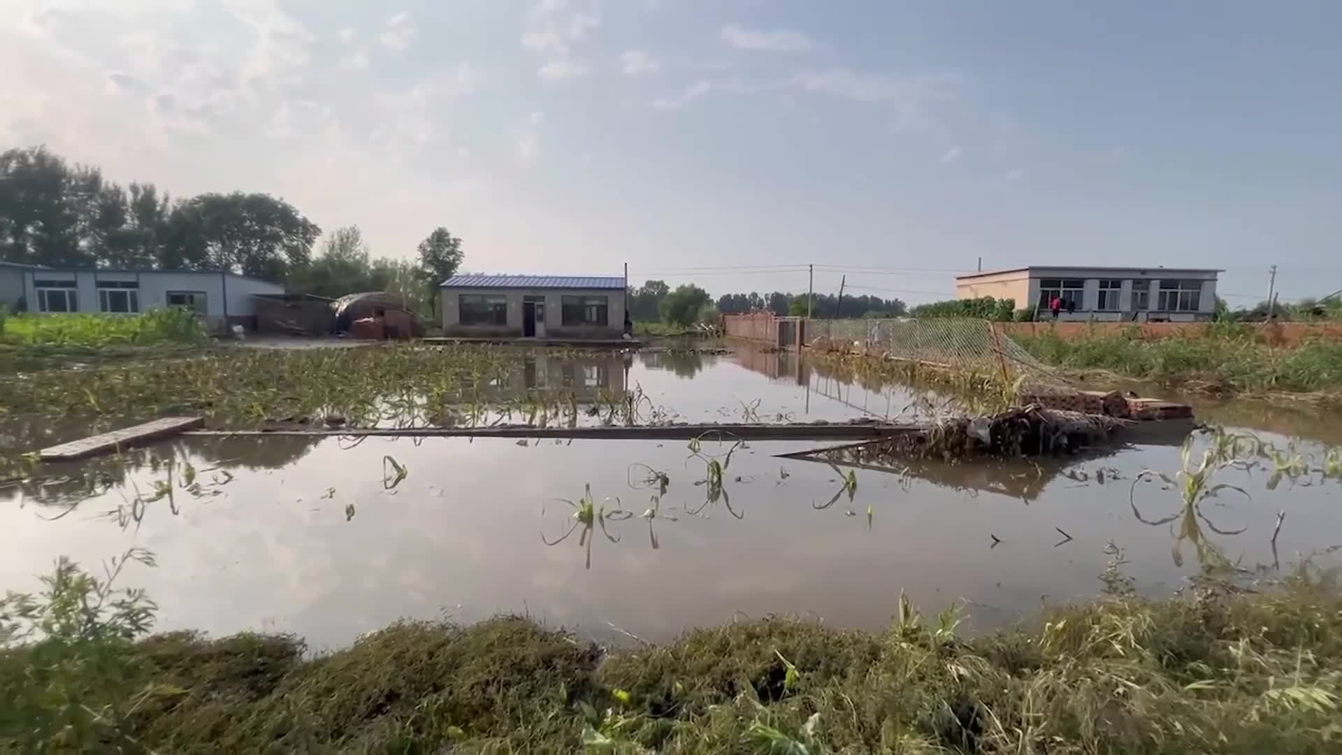 辽宁彰武:强降雨过后内涝严重,农作物大面积受灾|辽宁省|彰武县|消防|沈阳市|积水_新浪新闻