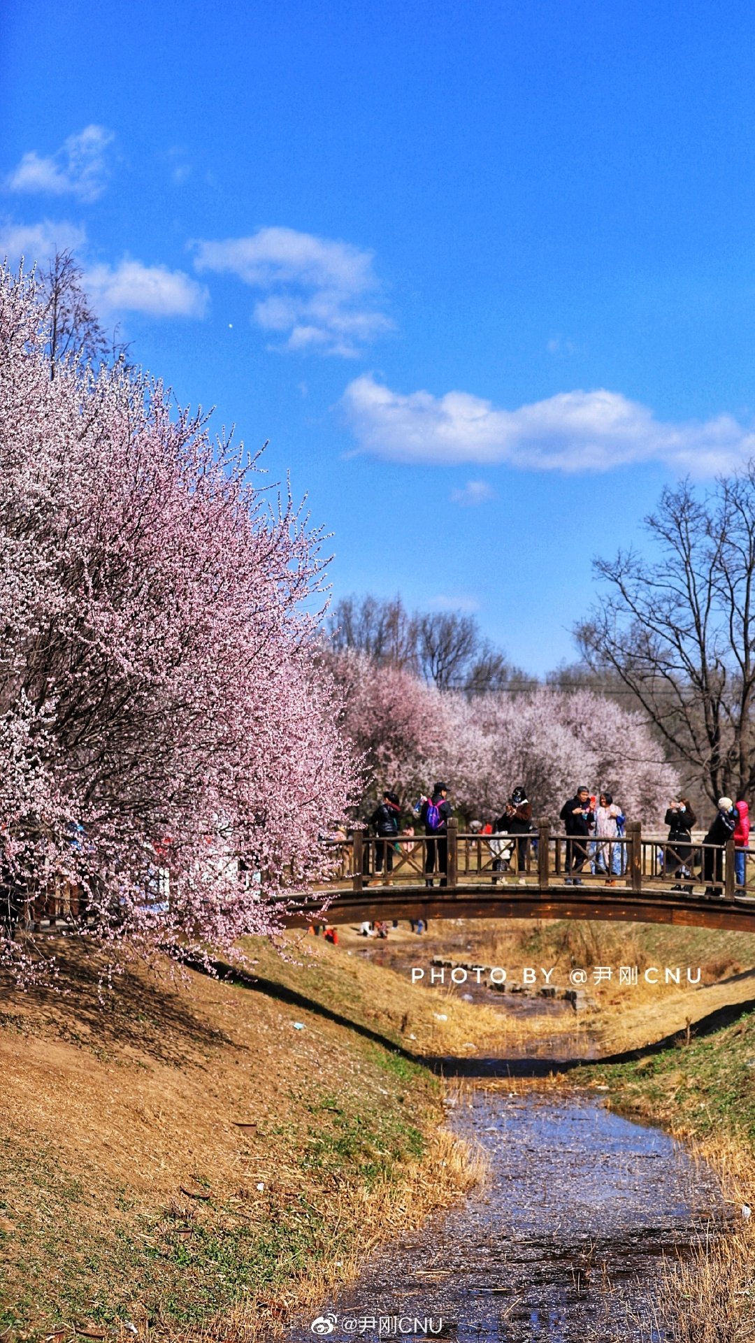奥森北园的桃花 摄影