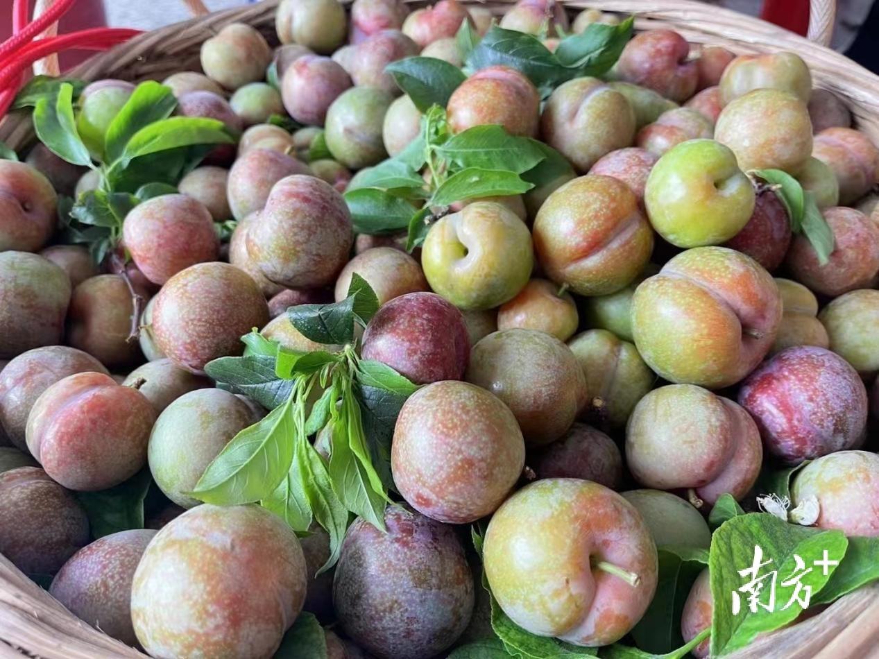 这一口酸爽信宜钱排三华李头批果抢先上市