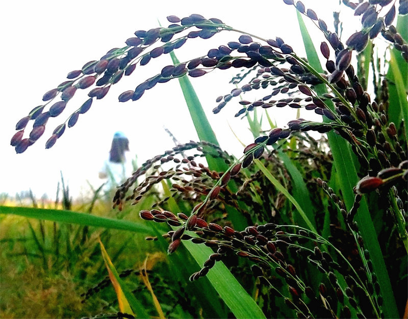 丰收"五彩旱稻"铺就"幸福路"