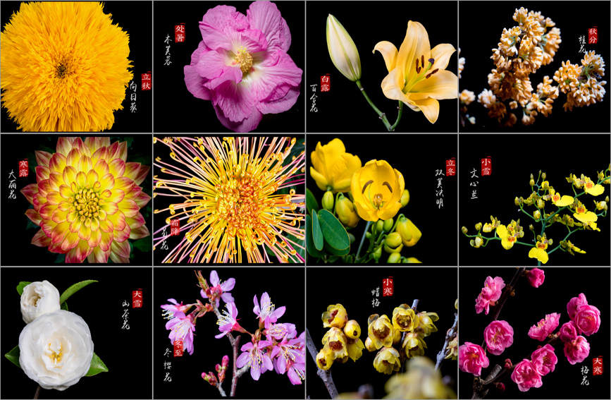 摄影师用24种花的延时摄影记录二十四节气|二十四节气|种花|24_新浪