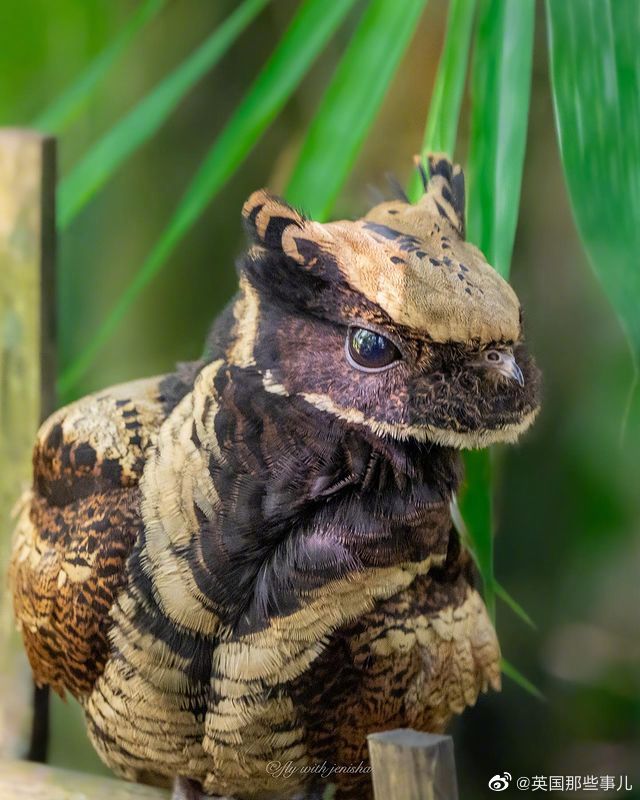 大切诺基最低价33万元