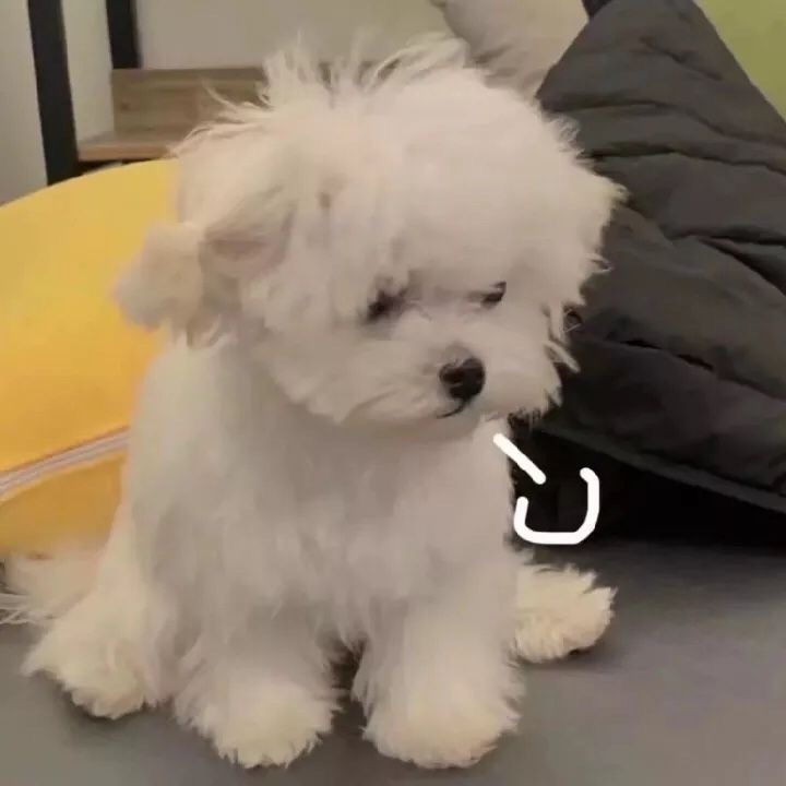 可爱憨憨头像