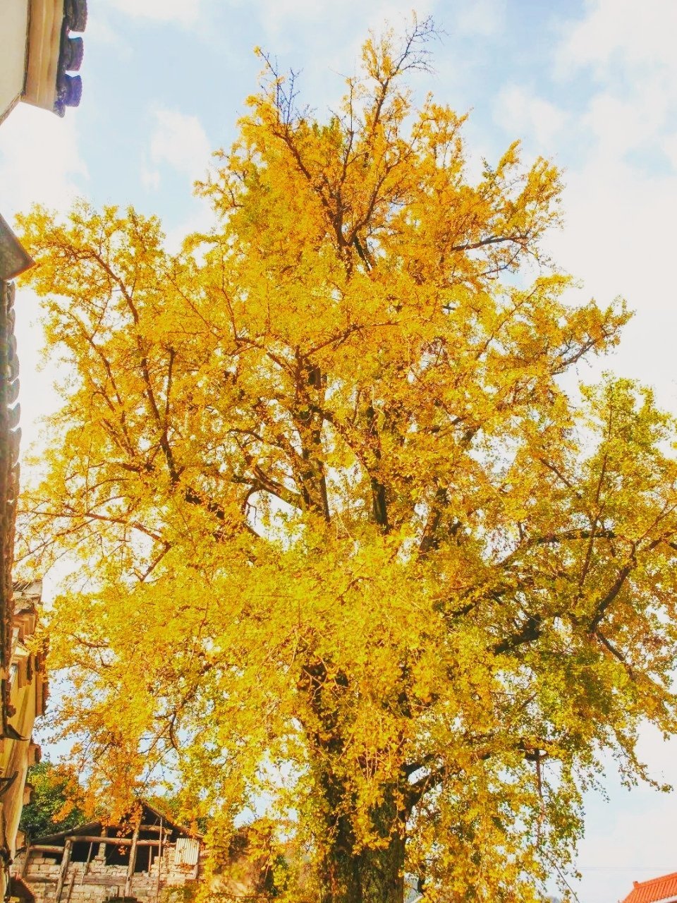 义乌红峰村两棵千年古银杏每到深秋它们优雅的姿态