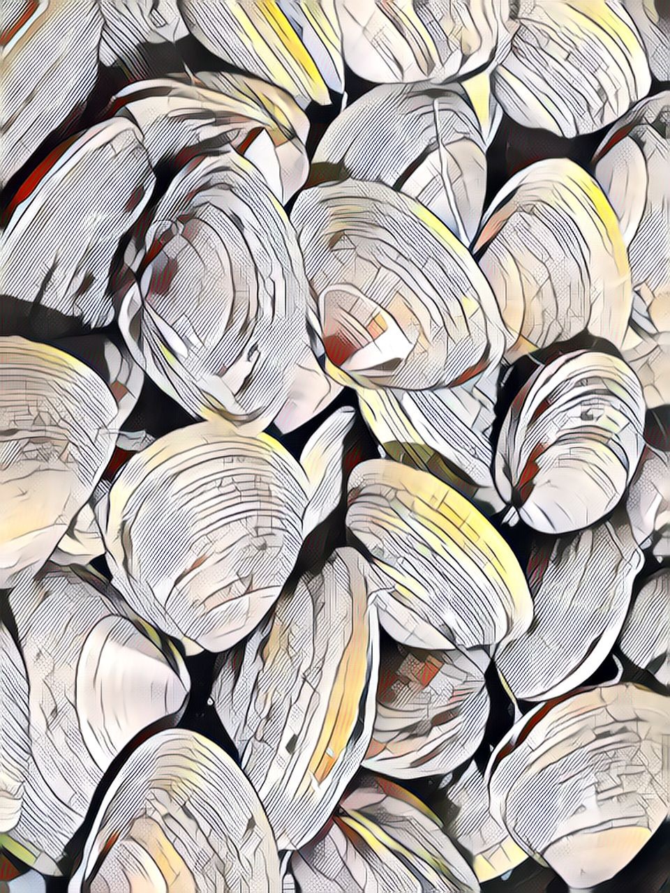 感谢@萨尔茨堡的鱼 寄赠大黄蚬子/中国蛤蜊/中华马珂蛤/mactra