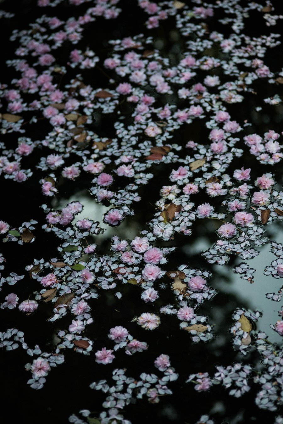 开到荼蘼花事了