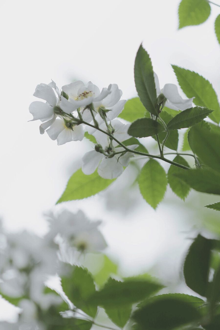 开到荼蘼花事了