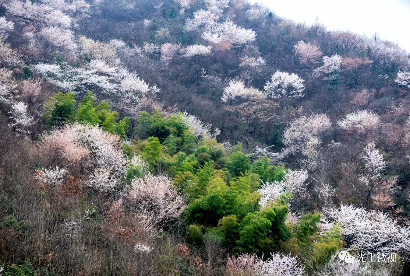 光山王母观野樱花绽放,宛如仙境