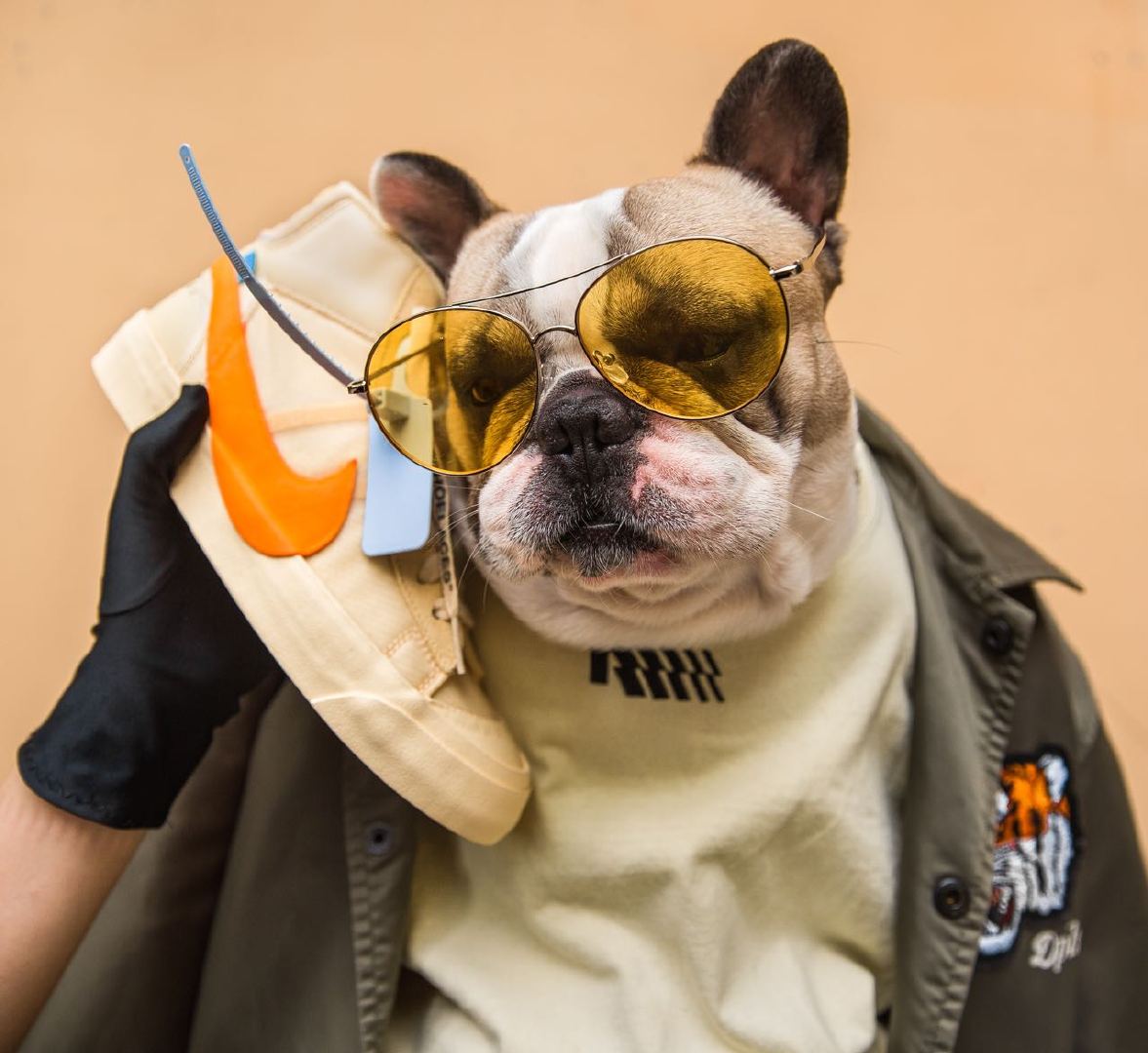 分享一只狠会穿搭的狗子(来自@tiger-homie 投稿)