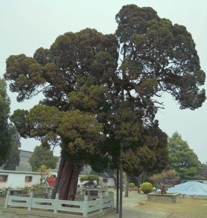 我国有多少古树名木?普查显示超508万株,云南省最多,占全国1/5休闲区蓝鸢梦想 - Www.slyday.coM 我国有多少古树名木?普查显示超508万株,云南省最多,占全国1/5休闲区蓝鸢梦想 - Www.slyday.coM