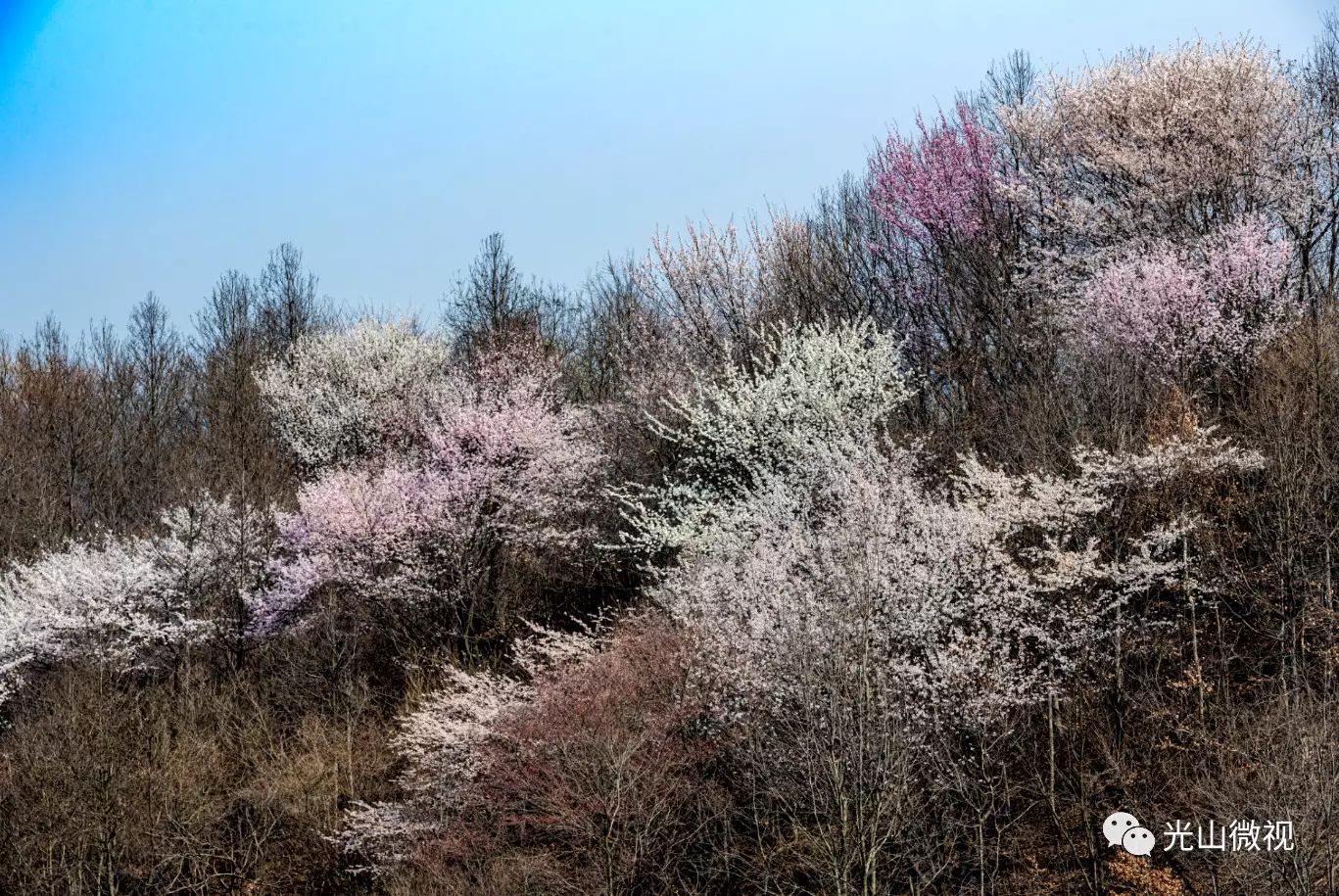 光山王母观野樱花绽放,宛如仙境