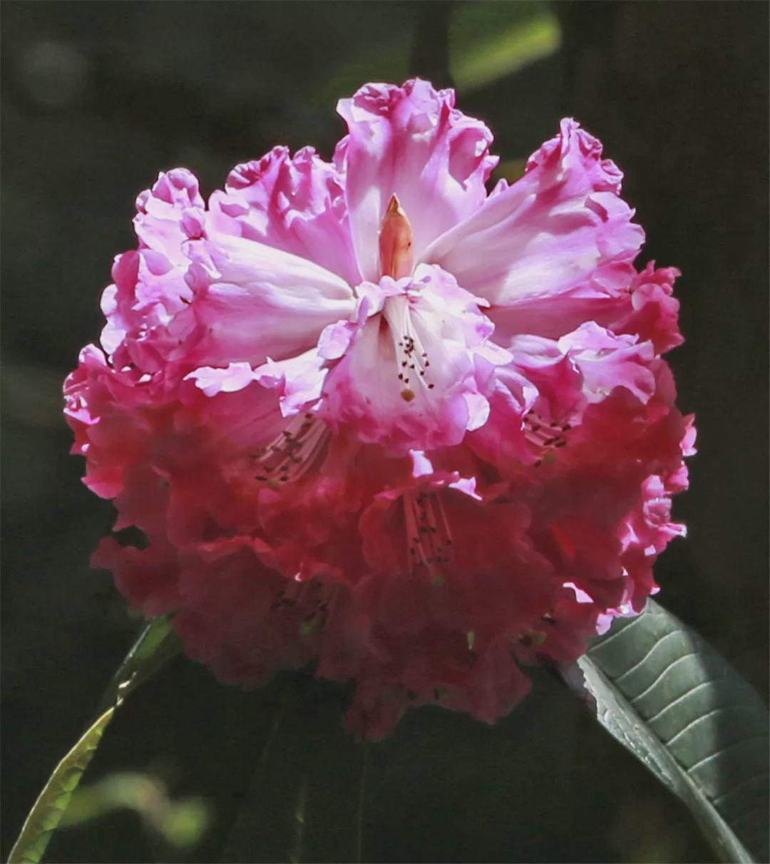 大树杜鹃的前世今生