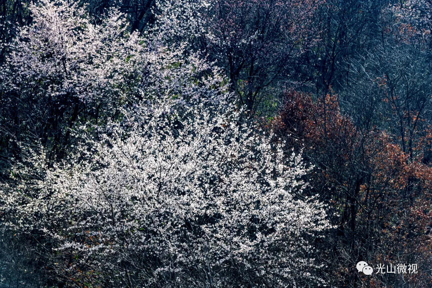 光山王母观野樱花绽放,宛如仙境