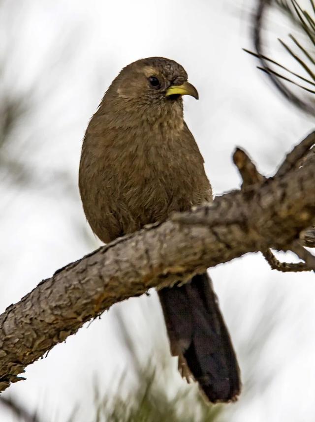 别看TA其貌不扬,这可是我国独有的鸟类休闲区蓝鸢梦想 - Www.slyday.coM 别看TA其貌不扬,这可是我国独有的鸟类休闲区蓝鸢梦想 - Www.slyday.coM