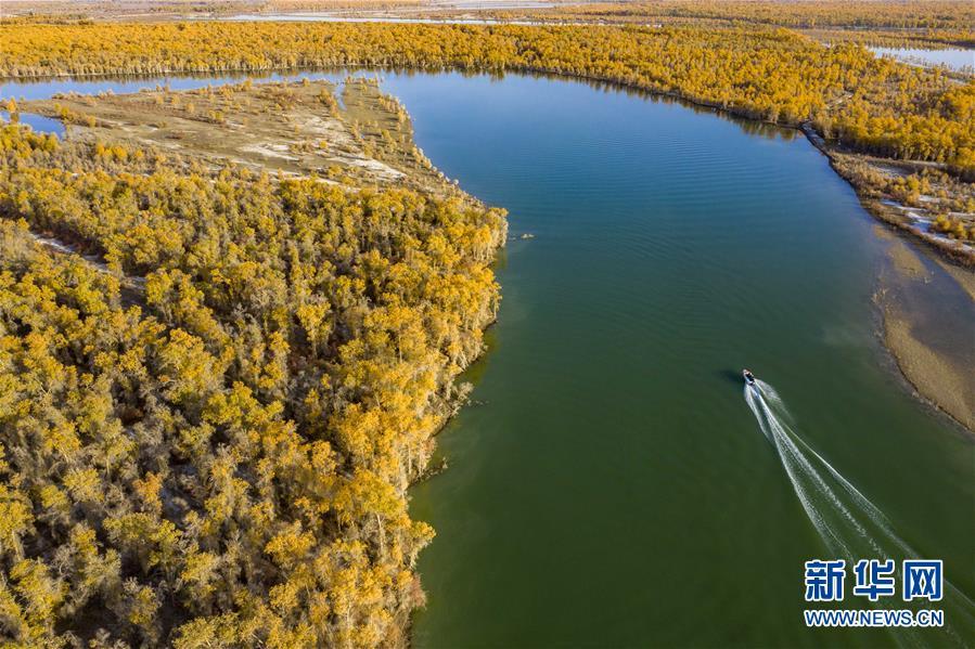 我国最大胡杨林区正值观赏季