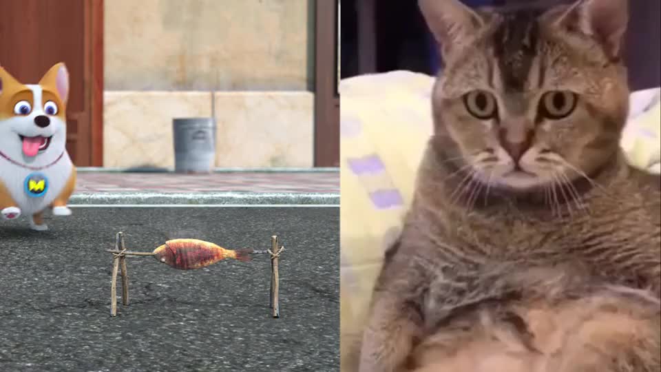 飞狗moco再看我我就把你的小鱼干吃掉