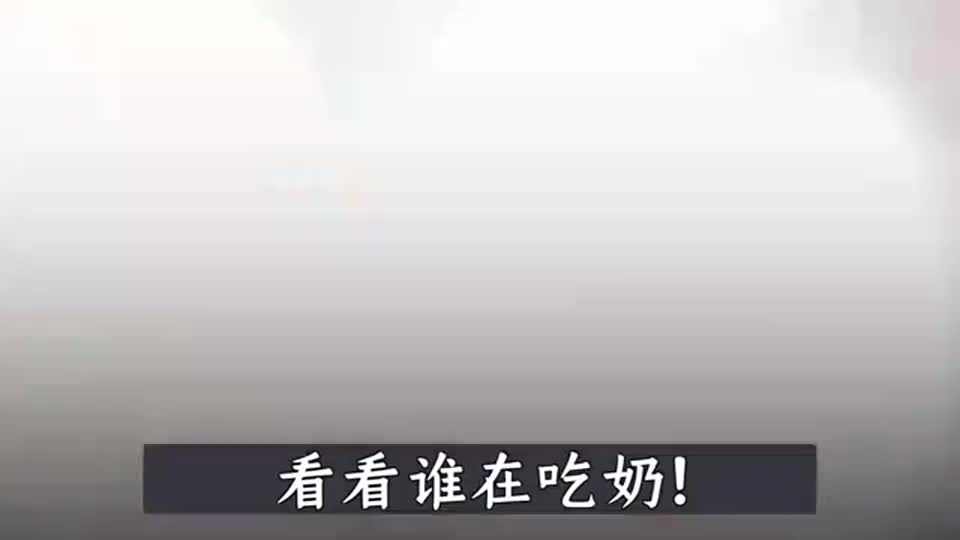 小奶狗吃奶时被妈妈压到窒息 犬主人工呼吸极力抢救 小奶狗吃奶时被妈妈压到窒息 犬主人工呼吸极力抢救