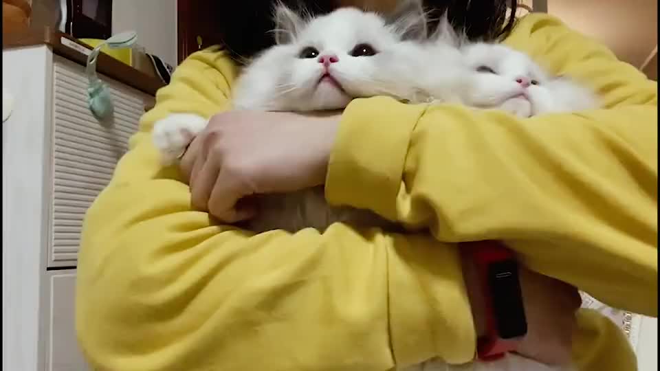 布偶猫抱在怀里的那一刻吃三月泡面买它已经不算啥了