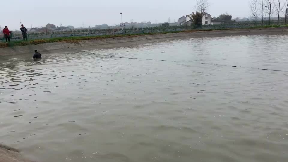 农村鱼塘拉网捕鱼一网下去万鱼起飞全是大鱼这场面太热闹了