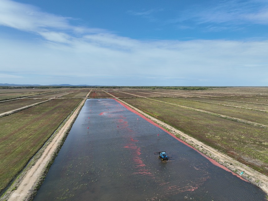 黑龙江抚远迎来蔓越莓收获季休闲区蓝鸢梦想 - Www.slyday.coM 黑龙江抚远迎来蔓越莓收获季休闲区蓝鸢梦想 - Www.slyday.coM