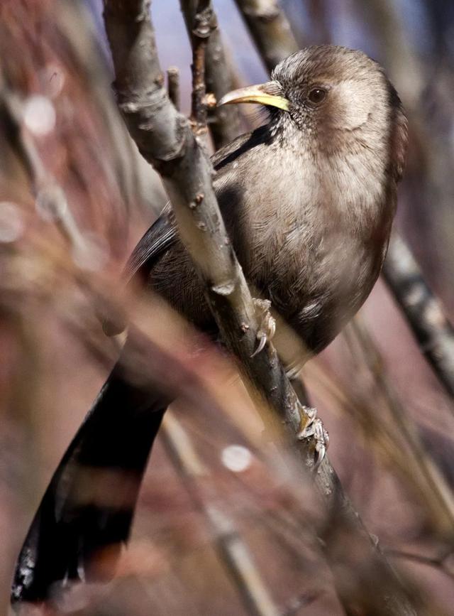 别看TA其貌不扬,这可是我国独有的鸟类休闲区蓝鸢梦想 - Www.slyday.coM 别看TA其貌不扬,这可是我国独有的鸟类休闲区蓝鸢梦想 - Www.slyday.coM