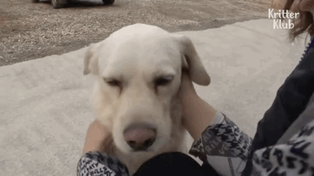 渣狗的"浪"漫时光