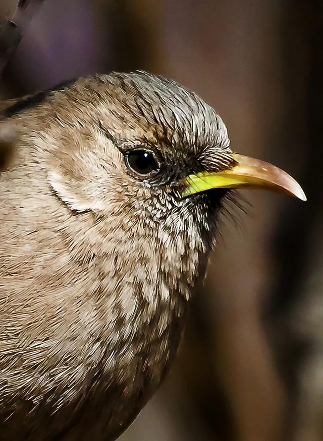 别看TA其貌不扬,这可是我国独有的鸟类休闲区蓝鸢梦想 - Www.slyday.coM 别看TA其貌不扬,这可是我国独有的鸟类休闲区蓝鸢梦想 - Www.slyday.coM
