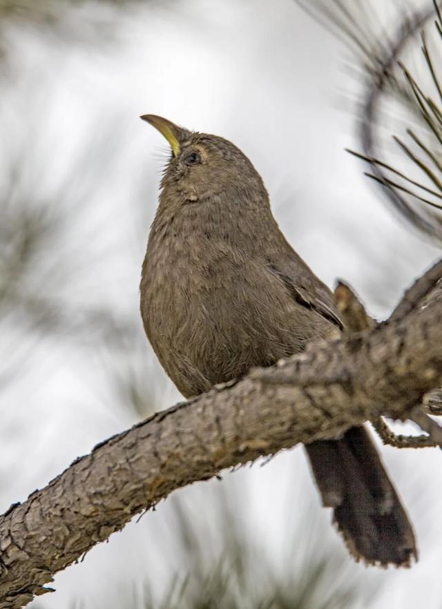 别看TA其貌不扬,这可是我国独有的鸟类休闲区蓝鸢梦想 - Www.slyday.coM 别看TA其貌不扬,这可是我国独有的鸟类休闲区蓝鸢梦想 - Www.slyday.coM
