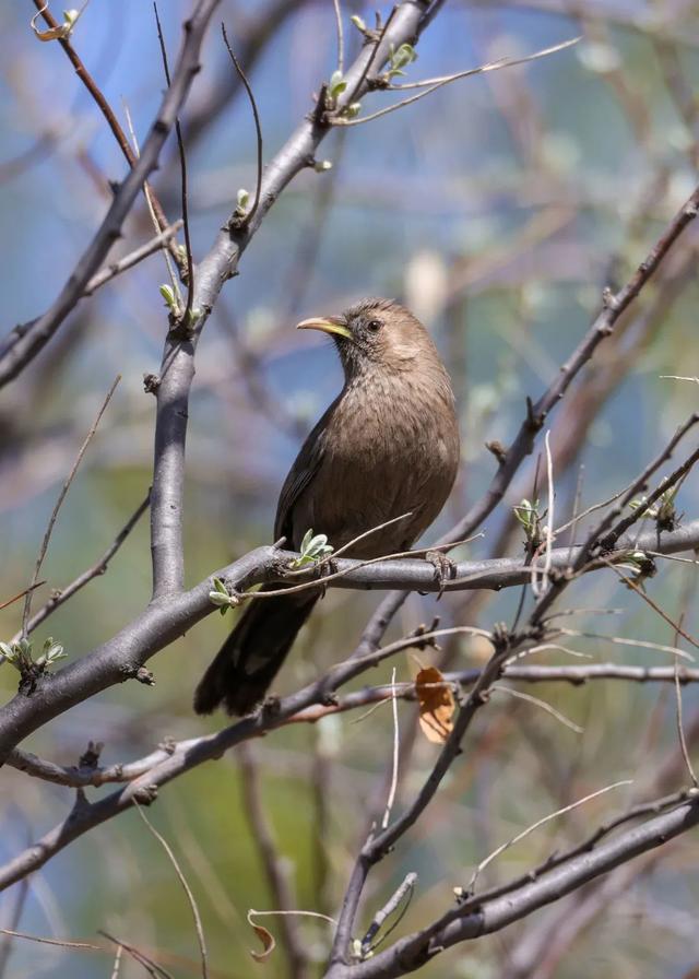 别看TA其貌不扬,这可是我国独有的鸟类休闲区蓝鸢梦想 - Www.slyday.coM 别看TA其貌不扬,这可是我国独有的鸟类休闲区蓝鸢梦想 - Www.slyday.coM