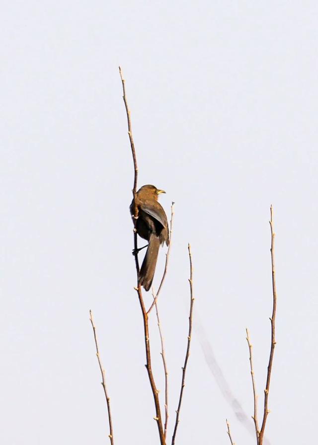 别看TA其貌不扬,这可是我国独有的鸟类休闲区蓝鸢梦想 - Www.slyday.coM 别看TA其貌不扬,这可是我国独有的鸟类休闲区蓝鸢梦想 - Www.slyday.coM